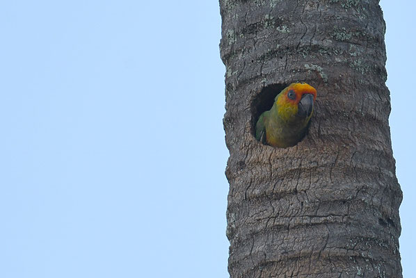 GOLDSTIRNSDITICH, PEACH-FRONTED PARAKEET, ARATINGA AUREA