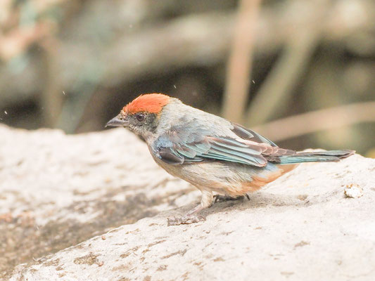 Rotscheiteltangare, Scrub Tanager - Tangara vitriolina