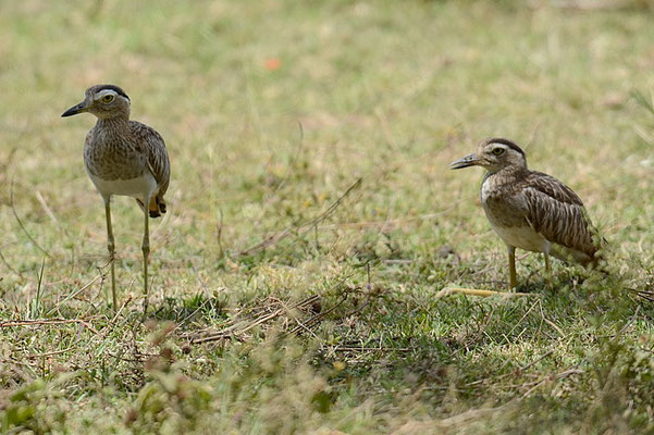 DOMINIKANERTRIEL, DOUBLE-STRIPED THICK-KNEE, BURHINUS BISTRIATUS