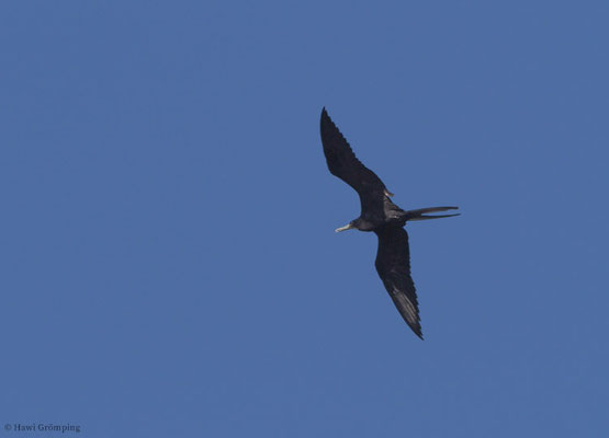 FREGATTVOGEL, MAGNIFICENT FRIGATEBIRD, FREGATA MAGNIFICENS