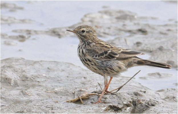 BAUMPIEPER, TREE PIPIT, ANTHUS TRIVIALIS