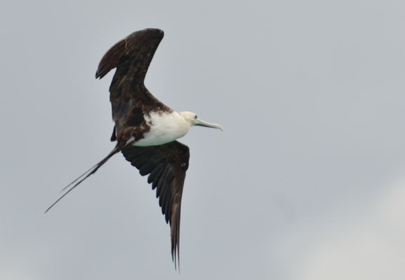 FREGATTVOGEL, MAGNIFICENT FRIGATEBIRD, FREGATA MAGNIFICENS