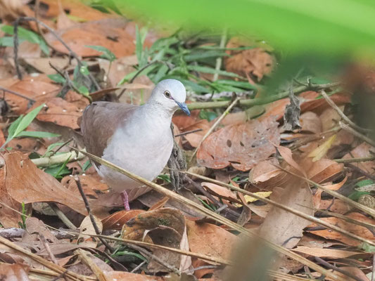 Fahltaube, Pallid Dove - Leptotila pallida