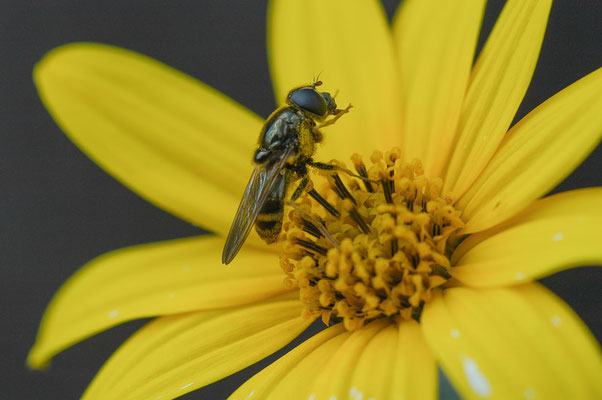 KORBBLÜTLER-ERZSCHWEBFLIEGE, CHEILOSIA CANICULARIS