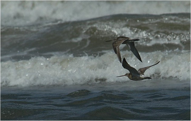PFUHLSCHNEPFE, BAR-TAILED GODWIT, LIMOSA LAPPONICA