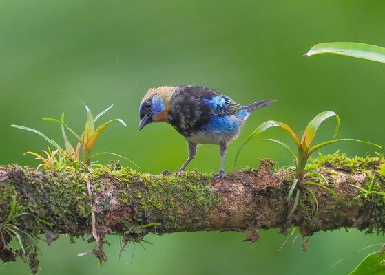 PUPURMASKENTANGARE, GOLDEN-HOODED TANAGER, TANGARA LARVATA