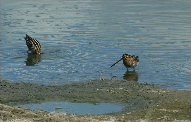 BEKASSINE, COMMON SNIPE, GALLINAGO GALLINAGO