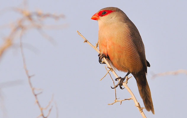 WELLENASTRILD, COMMON WAXBILL, ESTRILDA ASTRILD