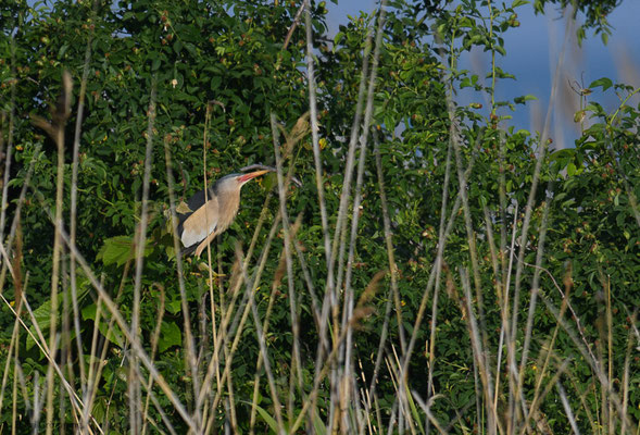 ZWERGDOMMEL, LITTLE BITTERN, IXOBRYCHUS MINUTUS