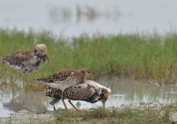 KAMPFLÄUFER, RUFF, PHILOMACHUS PUGNAX