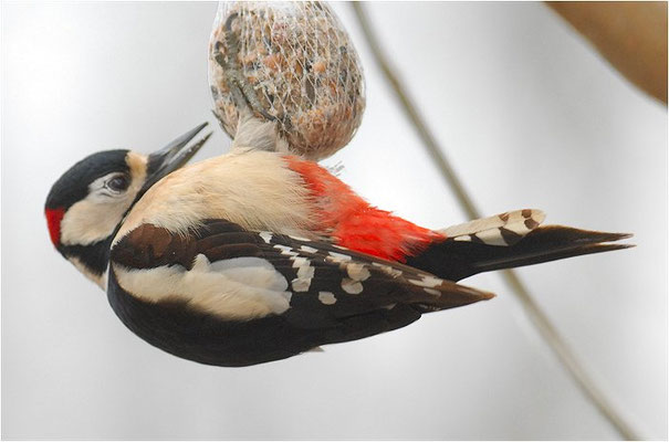 BUNTSPECHT, GREAT SPOTTED WOODPECKER, DENDROCOPOS MAJOR