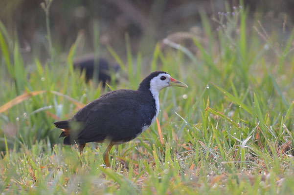 WEISSBRUST-KIELRALLE, WHITE-BREASTED WATERHEN, AMAURORNIS PHOENICURUS