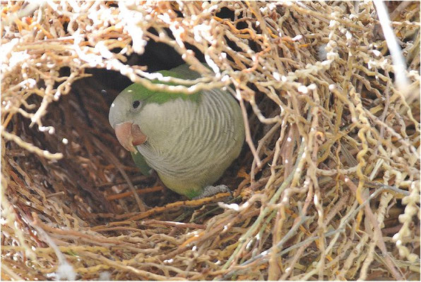 MÖNCHSSITTICH, MONK PARAKEET, MYIOPSITTA MONACHUS