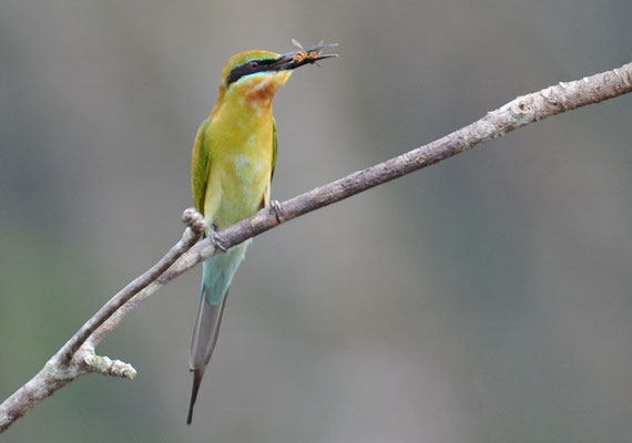 BLAUSCHWANZSMARAGDSPINT, BLUE-TAILED BEE-EATER, MEROPS PHILIPPINIS