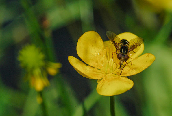 GESTREIFTE NASENSCHWEBFLIEGE, ANASIMYIA LINEATA