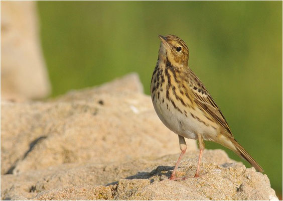 BAUMPIEPER, TREEPIPIT, ANTHUS TRIVIALIS