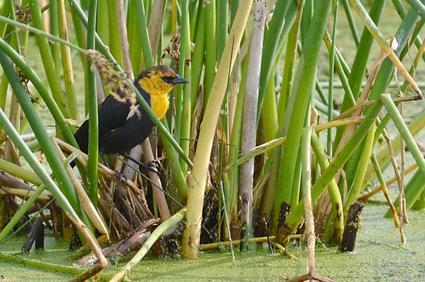 GELBKOPF-SCHWARZSTÄRLING, YELLOW-HEADED BLACKBIRD, XANTHOCEPHALUS XANTHOCEPHALUS