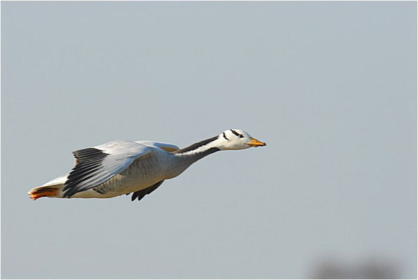 STREIFENGANS, BAR-HEADED GOOSE, ANSER INDICUS