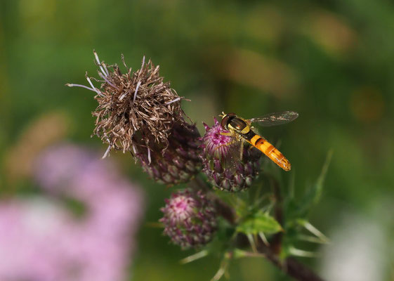 STIFTSCHWEBFLIEGE, SPHAEROPHORIA SCRIPTA