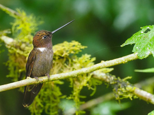 BRAUNER ANDENKOLIBRI, BROWN INCA - COELIGENA WILSONI