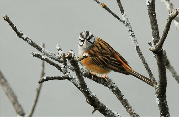 ZIPPAMMER, ROCK BUNTING, EMBERIZA CIA