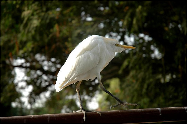 KUHREIHER, CATTLE EGRET,  BUBULCUS IBIS