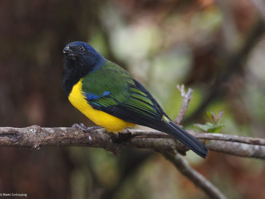 SCHWARZBRUST-BERGTANGARE, BLACK-CHESTED MOUNTAIN-TANAGER - CNEMATHRAUPIS EXIMIA