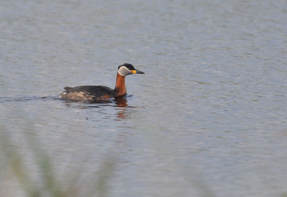 ROTHALSTAUCHER, RED-NECKED GREBE, PODICEPS GRISEGENA