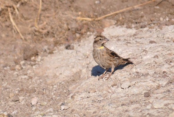 STEINSPERLING, ROCK SPARROW, PETRONIA PETRONIA