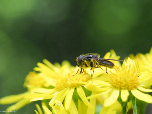 GRÖSSERE ERZSCHWEBFLIEGE, CHEILOSIA BERGENSTAMM