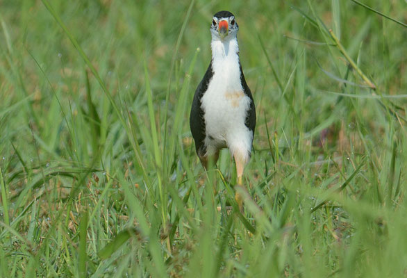 WEISSBRUST-KIELRALLE, WHITE-BREASTED WATERHEN, AMAURORNIS PHOENICURUS