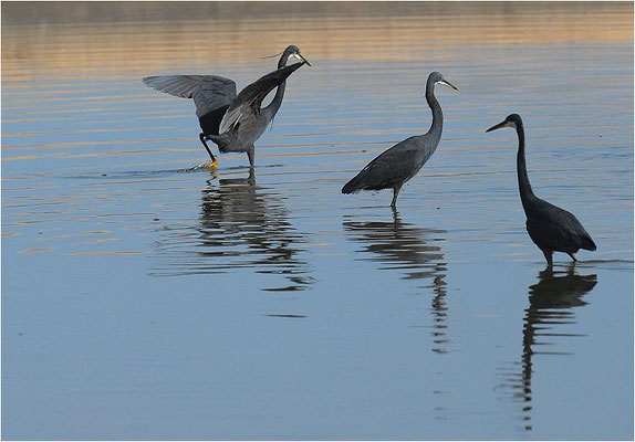 KÜSTENREIHER, WESTERNREEF HERON, EGRETTA GULARIS