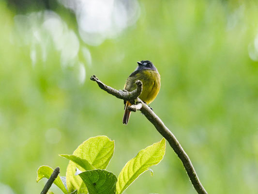SCHMUCKTYRANN, ORNATE FLYCATCHER - MYIOTRICCUS ORNATUS