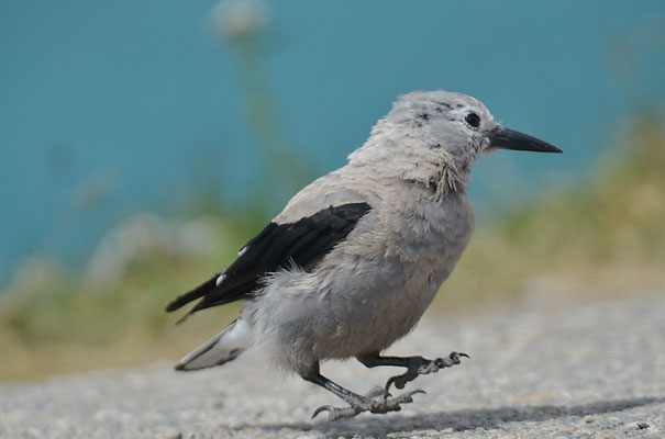 KIEFERNHÄHER, CLARK´S NUTCRACKER, NUCIFRAGA COLUMBIANA