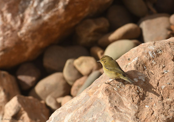 ZILPZALP, CHIFFCHAFF, PHYLLOSCOPUS COLLYBITA
