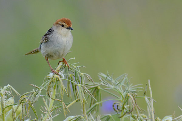 VLIJ-CISTENSÄNGER, LEVAILLANT´S CISTICOLA, CISTICOLA TINNIENS