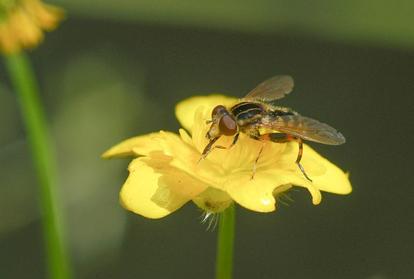 GESTREIFTE NASENSCHWEBFLIEGE, ANASIMYIA LINEATA