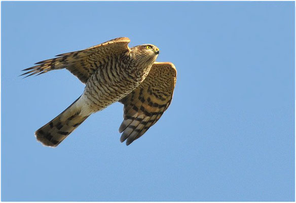 SPERBER, SPARROWHAWK, ACCIPITER NISUS