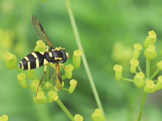 XANTHOGRAMMA PEDISSEQUUM, SPÄTE GELBRANDSCHWEBFLIEGE