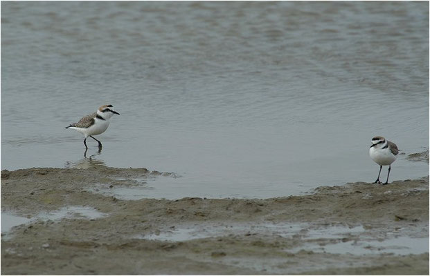 SEEREGENPFEIFER, KENTISH PLOVER, CHARADRIUS ALEXANDRINUS