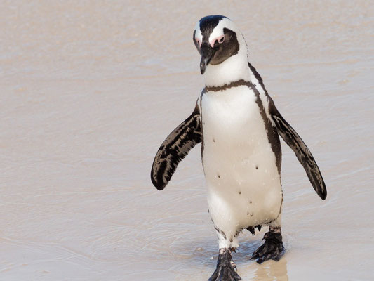 Kappinguin, african penguin, pespheniscus demersus