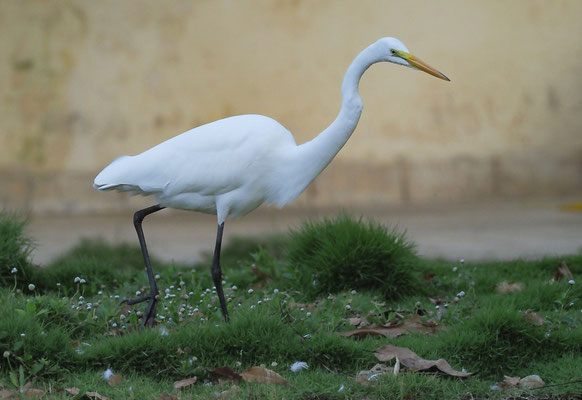 SILBERREIHER, GREAT EGRET, ARDEA ALBA