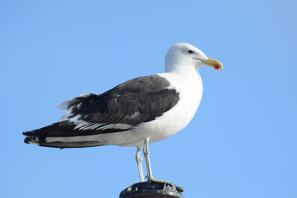 DOMINIKANERMÖWE, KELP GULL, LARUS DOMINICANUS