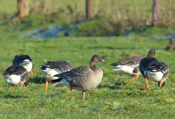 KURZSCHNABELGANS, PINK-FOOTED GOOSE, ANSER BRACHYRHYNCHUS