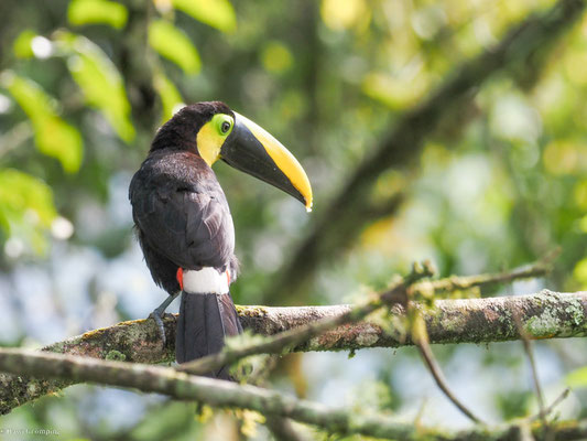 Küstentukan, Choco Toucan - Ramphastos brevis