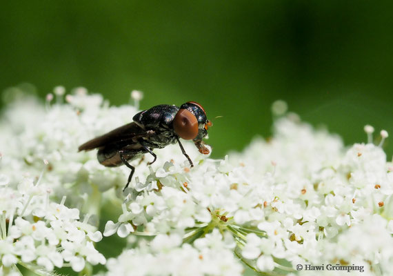 GEMEINE SMARAGDSCHWEBFLIEGE- CHRYSOGASTER SOLSTITIALIS