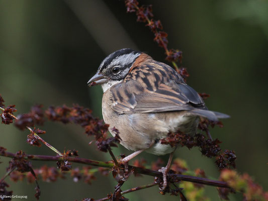 MORGENAMMER, RUFOUS-COLLARED SPARROW - ZONOTRICHIA CAPENSIS