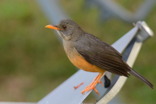 KAPDROSSEL, OLIVE TRUSH, TURDUS OLIVACEUS
