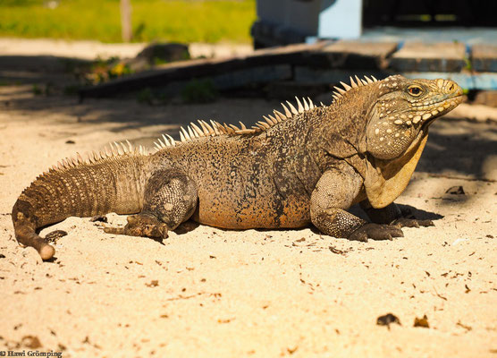 Kubanischer Leguan auf Cayo Iguana