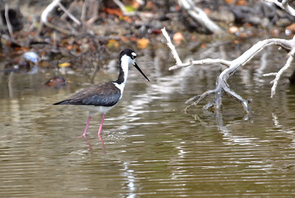Amerikanischer Stelzenläufer, Black-necked stilt, Himantopus mexicanus